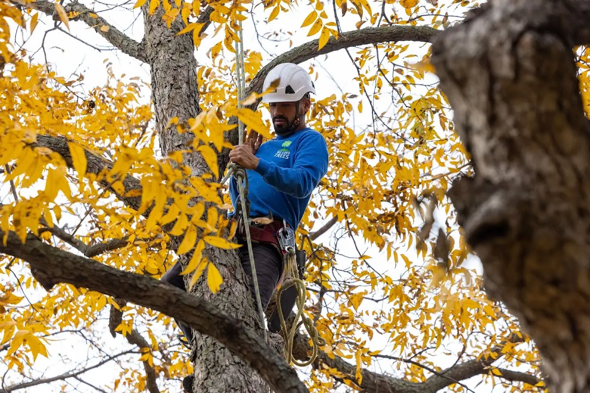 Skilled Tree Trimming crew working in Rhinecliff